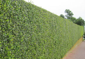 hedge-cutting-maintenance-poplar